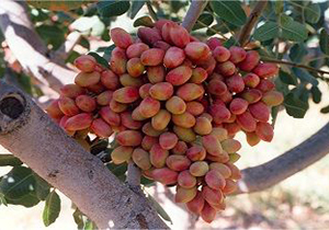 برداشت بیش از ۴ هزار تن پسته در سروستان
