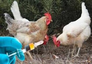 واکسیناسیون طیور بومی علیه بیماری نیوکاسل در شاهرود آغاز شد