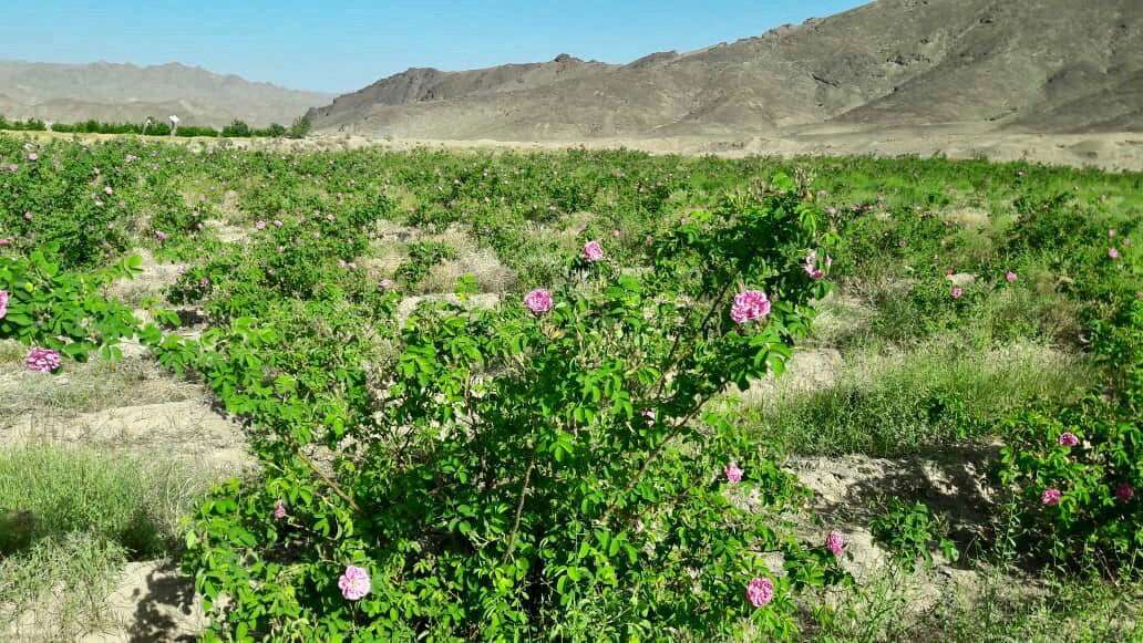 توسعه باغات گل محمدی به ۵۷هکتاردر سیستان وبلوچستان