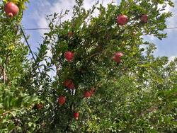 فیلمی از باغ میوه بهشتی در روستای تکه