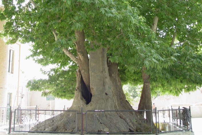 عامل قطع ۴۸ اصله درخت دستگیر شد