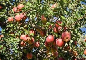 برداشت بیش از ۵۰ هزار تن سیب در استان سمنان