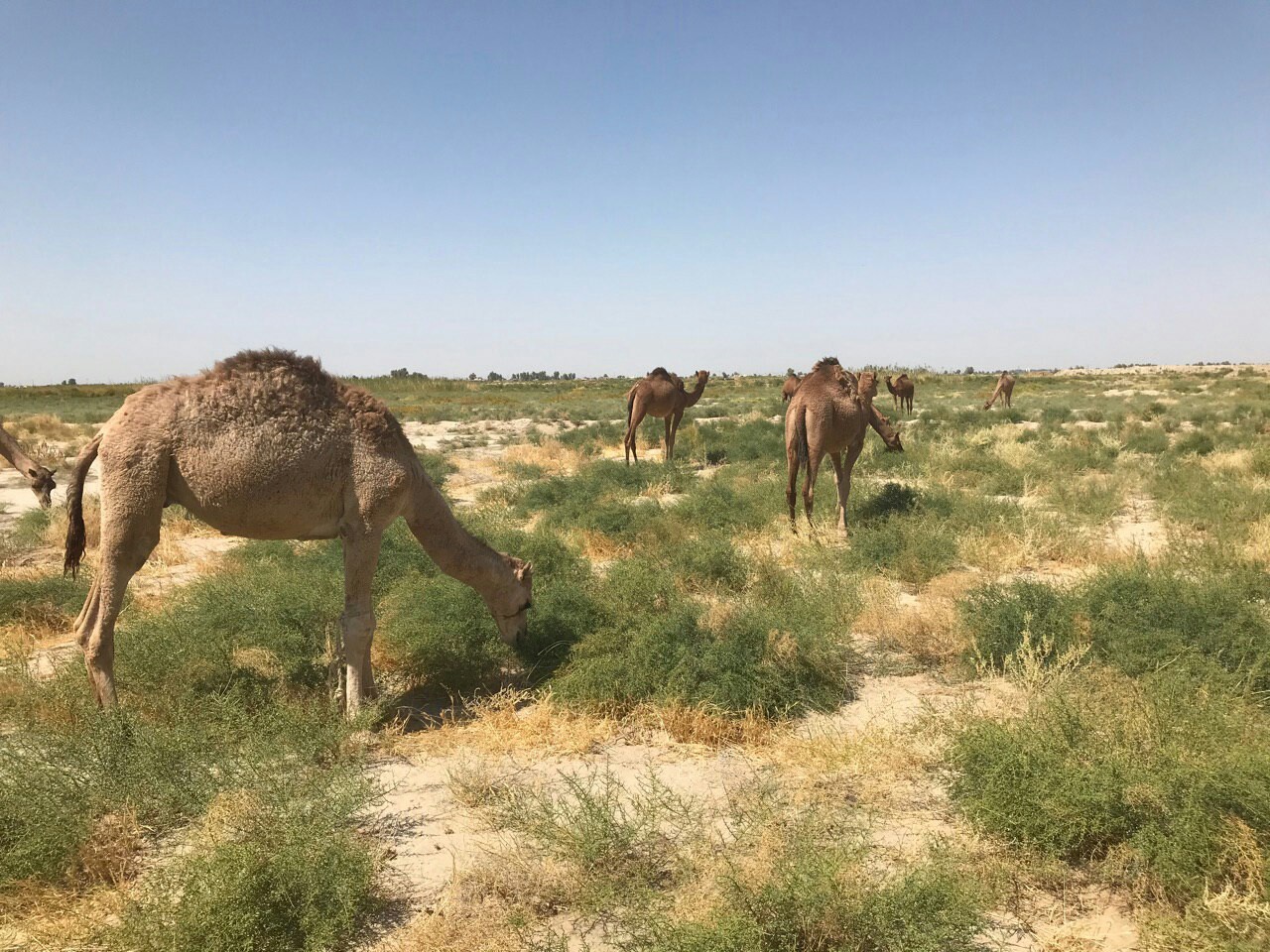 بهره گیری از گیاه خارشتر برای تعلیف دام در سیستان وبلوچستان