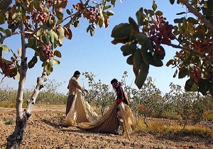 کاهش ۷۰ درصدی پسته در باغات بشرویه