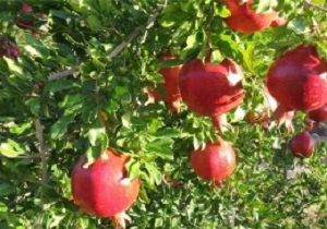 پیش بینی برداشت ۱۵۰ تن انار از باغات شهرستان خلخال