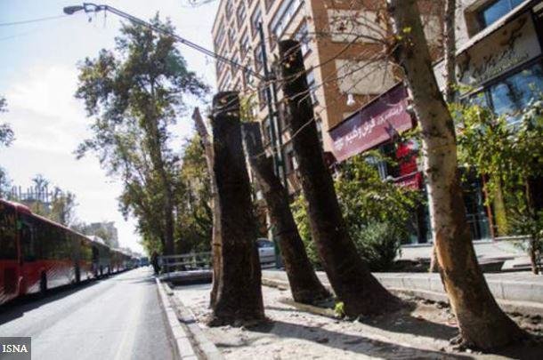 محیط زیست پیگیر خشکی درختان چنار خیابان ولیعصر(عج)