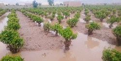 حمایت از کشاورزان آسیب دیده در سیل استان همدان