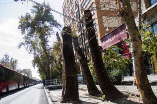 محیط زیست پیگیر خشکی درختان چنار خیابان ولیعصر است