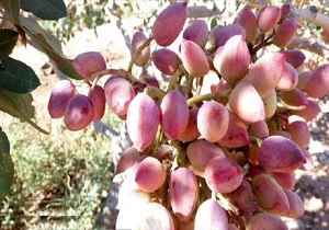 برگزاری تور یکروزه رسانه‌ای برداشت محصول پسته در خاتم
