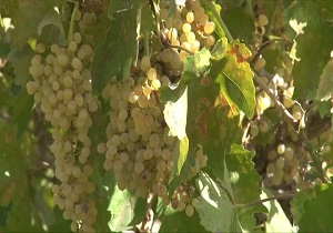 برداشت انگور از ۵۰۰ هکتار تاکستان‌های شهرستان خوانسار