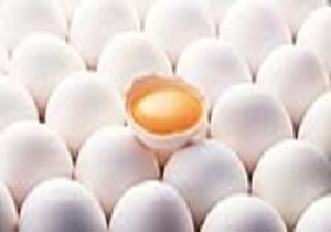تولید ۱۰ درصد تخم مرغ کشور در استان اصفهان