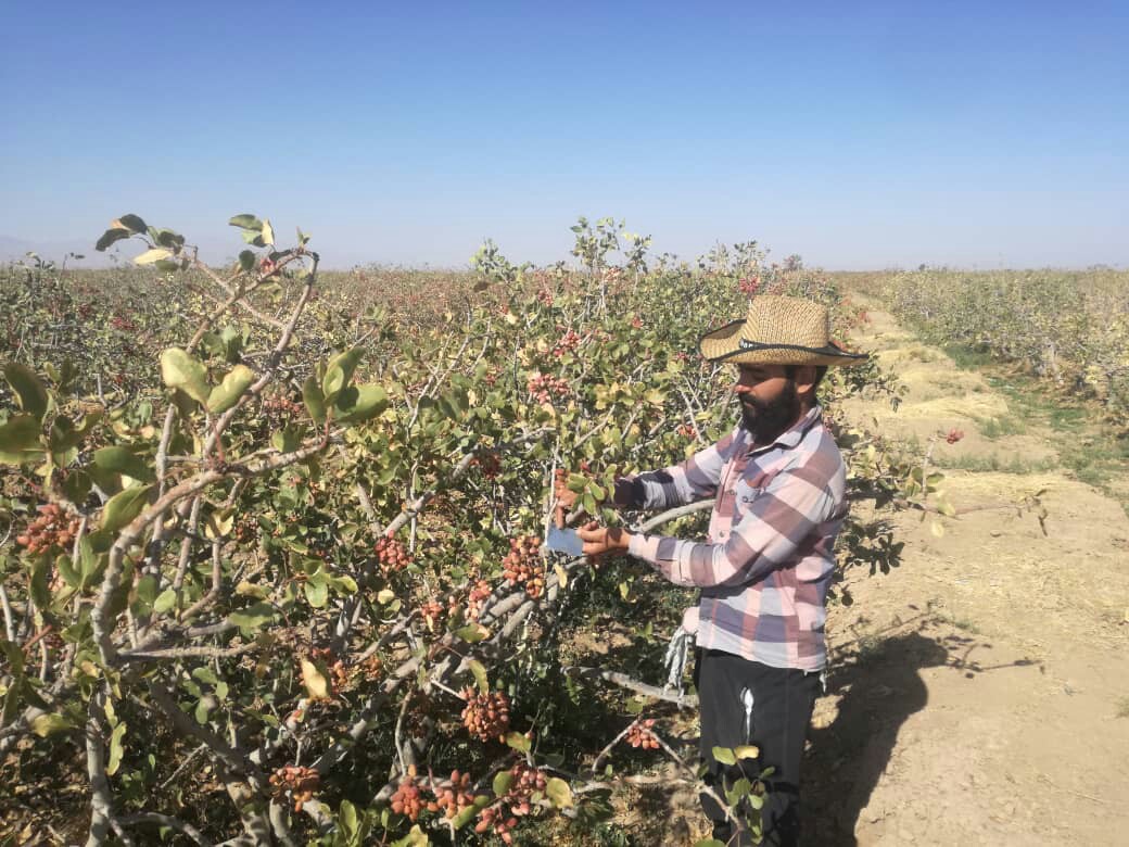 پلاک گذاری درختان پسته در طرح زکات زرند