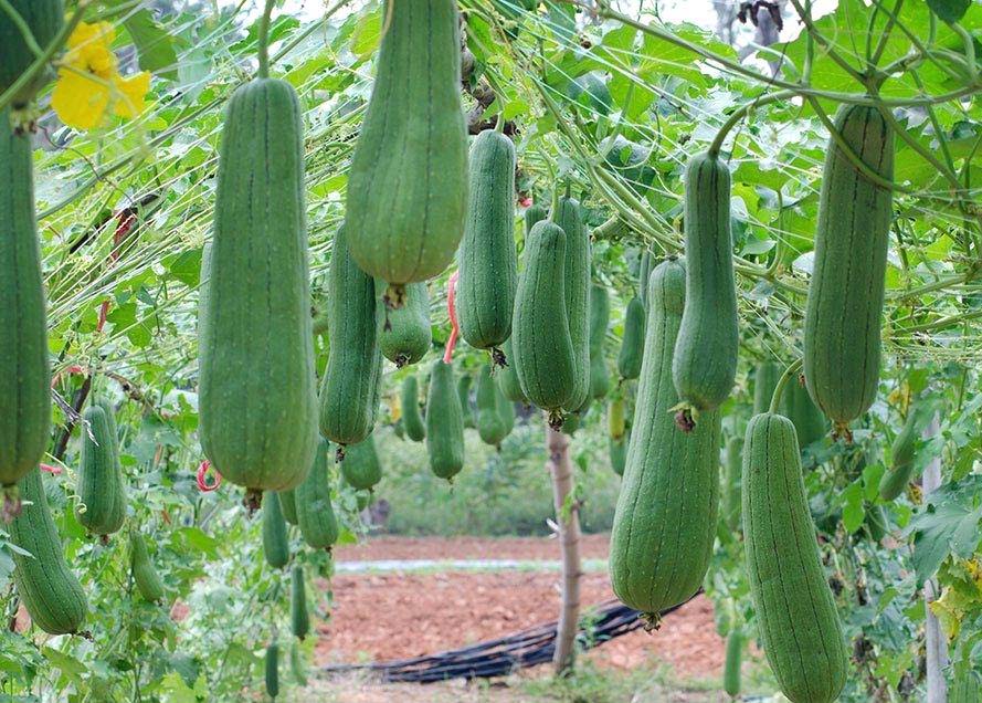 رویش کدوی اسرار آمیز در تفرش/