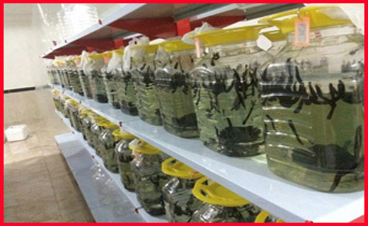 رویش کدوی اسرار آمیز در تفرش/آخرین وضعیت از مرزهای کشور برای عبور زائرین اربعین/برای دیدن مشهد قدیم به کدام خیابان برویم؟