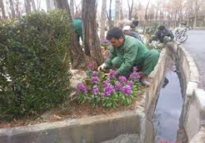 کاشت گل های پاییزی در میادین و بلوارهای بیرجند