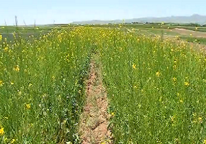 استقبال کشاورزان مراغه&zwnj;ای از کاشت کلزا