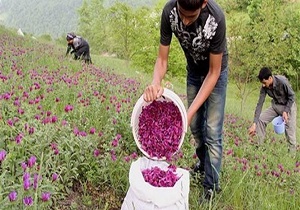 کشت گیاهان داروئی در ۳۵۰۰ هکتار از اراضی لرستان