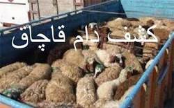 کشف دام قاچاق در زنجان