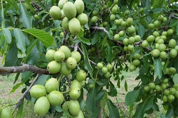 پیش&zwnj;بینی برداشت بیش ازهفت هزار تن گردو از باغات آذربایجان غربی