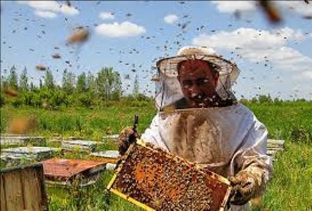 زنبورداران از جابجایی کندو‌های زنبورعسل خودداری کنند