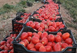 بخش اعظم از تولید گوجه استان مصرف داخلی است