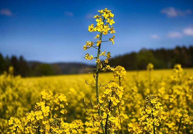 اجرای طرح افزایش تولید دانه‌های روغنی در گیلان