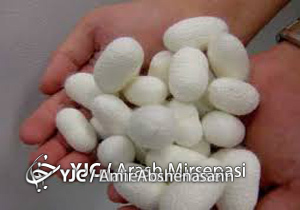 آغاز پرورش پاییزه ابریشم در خراسان شمالی