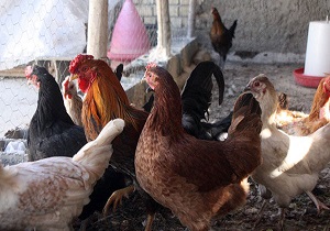 اجرای طرح واکسیناسیون طیور روستایی علیه نیوکاسل در بافق