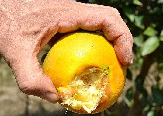 هجوم مگس‌های میوه خوار مدیترانه‌ای به باغ‌های میوه شرق گیلان