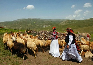 سرانه دام عشایر استان سمنان، سه برابر سرانه دام کشور