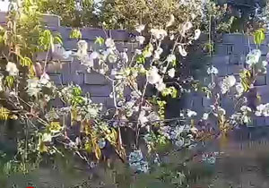 شکوفایی درخت گیلاس در فصل پاییز + فیلم