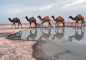 فعالیت ۲۱۰خانوار قمی در امر پرورش شتر/ لزوم حفظ ذخایر راهبردی ژنتیکی شتر در قم