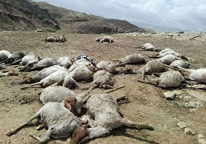 تلف شدن ۳۰ راس گوسفند در روستای کلوانس بخش صفائیه خوی