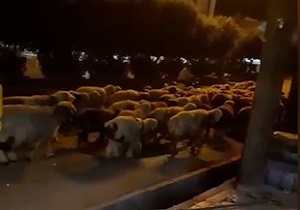 عبور گوسفندان از خیابان‌های مسجد سلیمان! + فیلم