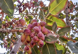 کاهش ۳۵ درصدی پسته در نهبندان