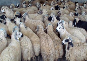 توقیف ۶۷ گوسفند قاچاق در درمیان