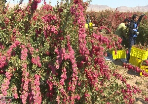 برداشت زرشک از سطح ۱۷ هزارهکتاری در استان