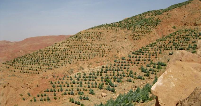 ۱۰۰ هزار هکتار نهال&zwnj;کاری در منطقه زاگرس انجام می&zwnj;شود