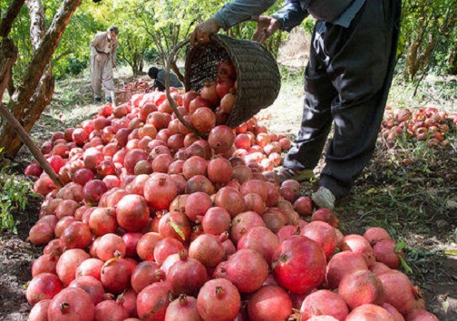 آغاز برداشت انار از انارستان های استان