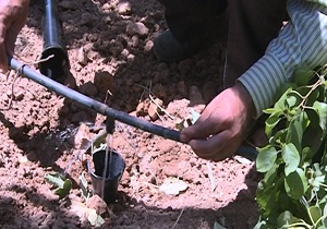 طراحی قطعه آبیاری زیر سطحی در چهارمحال و بختیاری