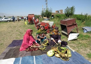 پایان برداشت آفتاب گردان روغنی در شهرستان شوط