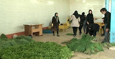 تحقق شعار هر خانه یک کارخانه توسط بانوی کارآفرین + فیلم