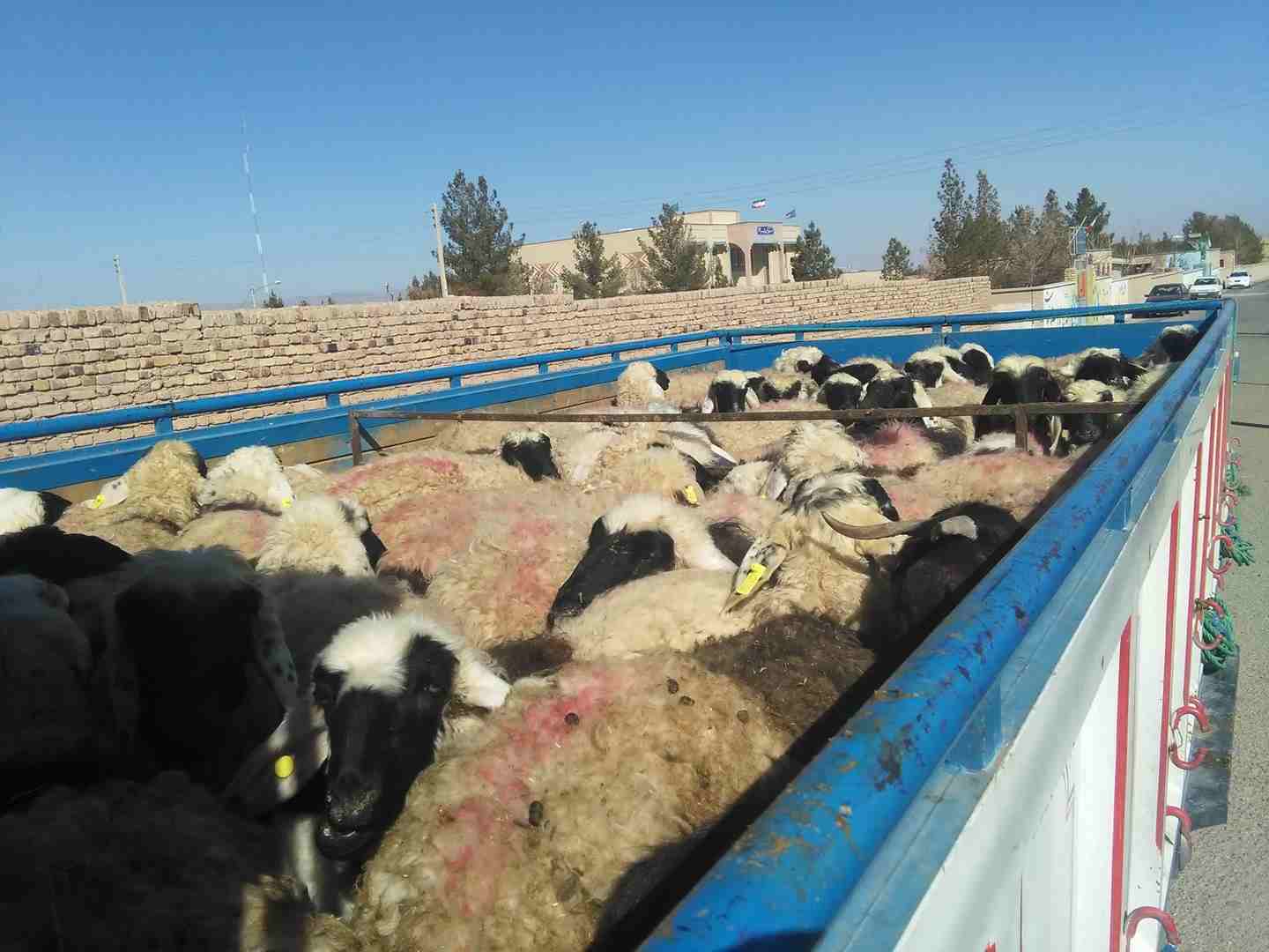 واردات ۱۲۴ هزار راس دام سبک به خراسان شمالی