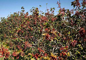 نزولات جوی ۳۰ میلیارد ریال به باغ های پسته سروستان خسارت زد