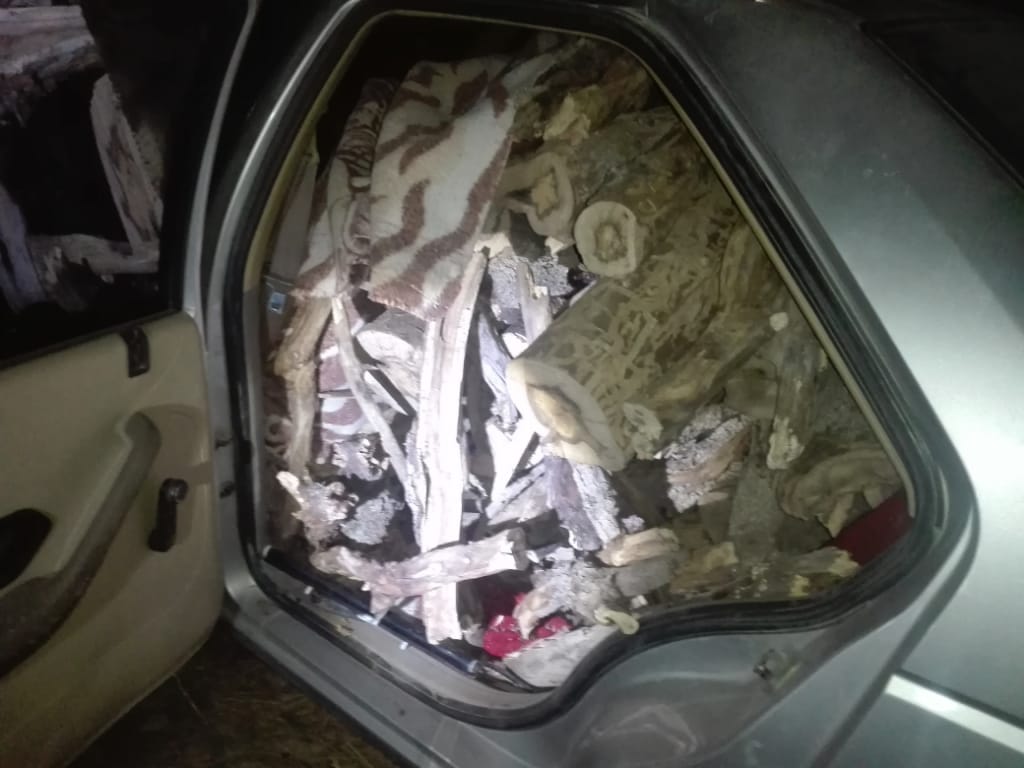 دستگیری قاچاقچیان درختان "بید خودرو" در رستم