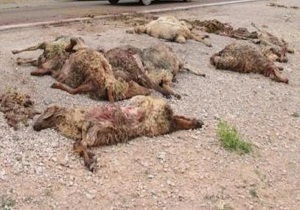 تلف شدن ۲۶ راس دام بر اثر حادثه رانندگی در پارس آباد