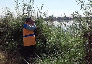 تلف شدن یک قلاده خرس قهوه‌ای در اسلام‌آبادغرب