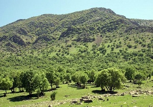 اجرای طرح‌های جنگل کاری اقتصادی، مرتعداری و مدیریت منابع طبیعی