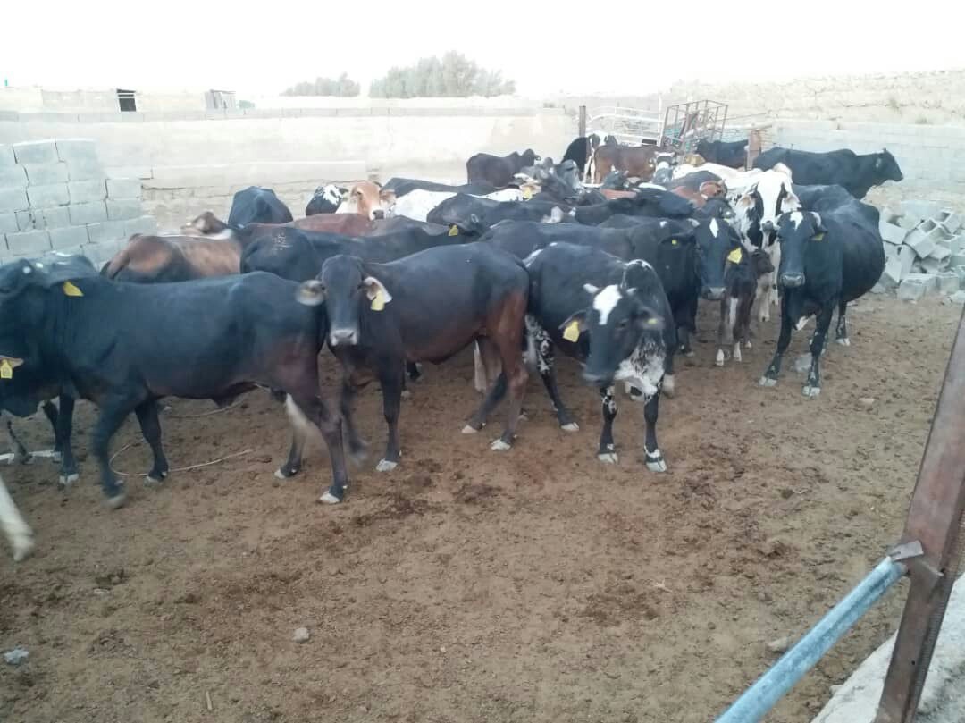 پلاک کوبی وبیمه دام سبک وسنگین اجباری است