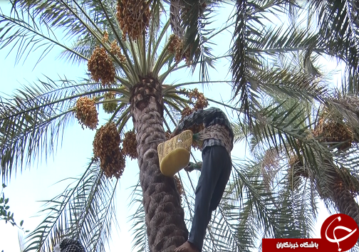 نخلستان&zwnj;های شادگان، میراثی ۸۰ ساله که به کام کشاورز شیرین نیست+فیلم